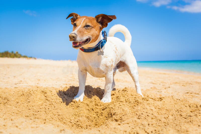Dog digging a hole in the sand at the beach on summer holiday vacation, ocean shore behind. Dog digging a hole in the sand at the beach on summer holiday vacation, ocean shore behind