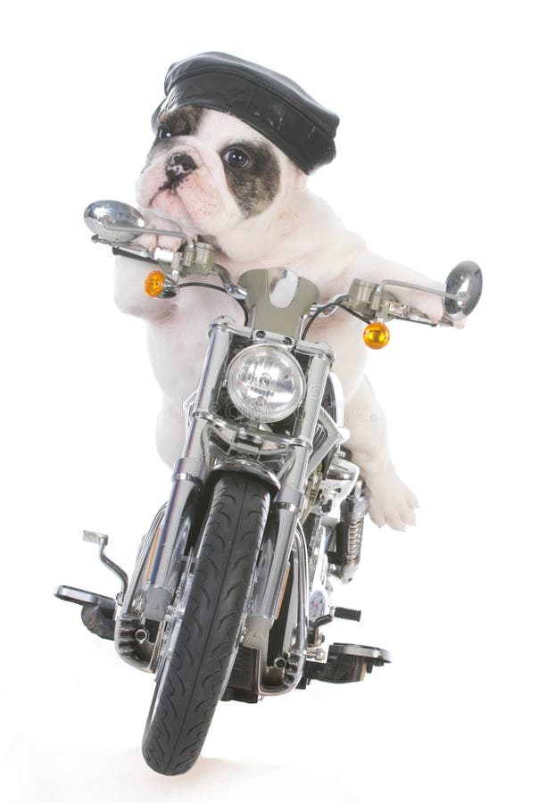 Hund, Der Ein Motorrad Reitet Stockfoto Bild von getrennt, antreiben
