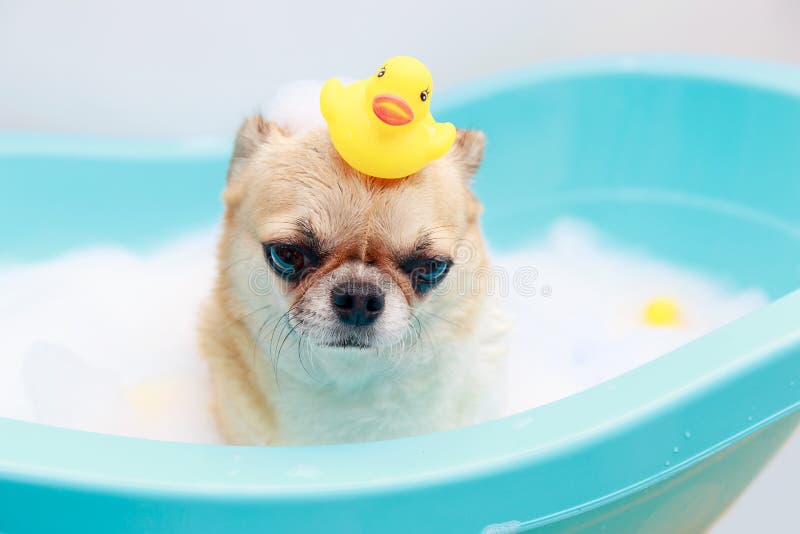 Hund, Der Eine Dusche Nimmt Stockfoto Bild von luftblase, säugetier