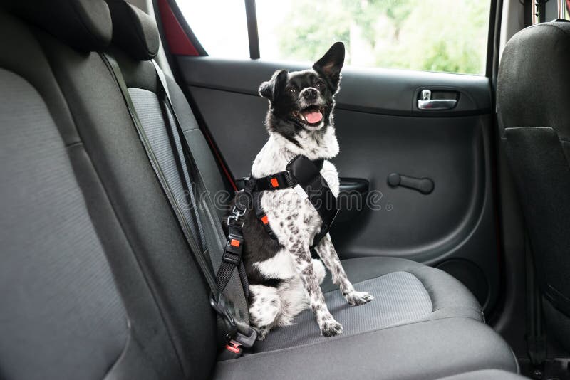 Hund, Der in Einem Auto Sitzt Stockfoto - Bild von welpe, luxus: 86368292