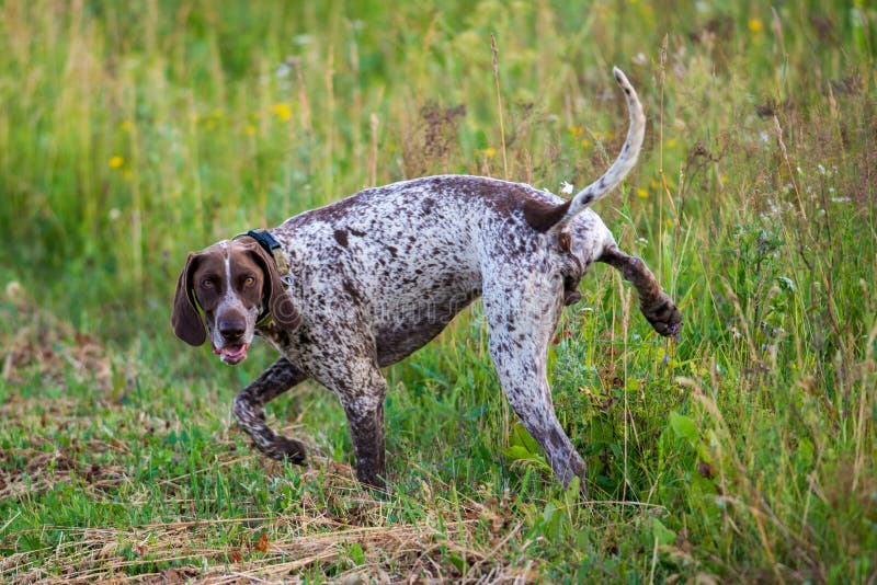 Hund, Der in Einer Wiese Pinkelt Stockfoto Bild von hund, laub 73760234