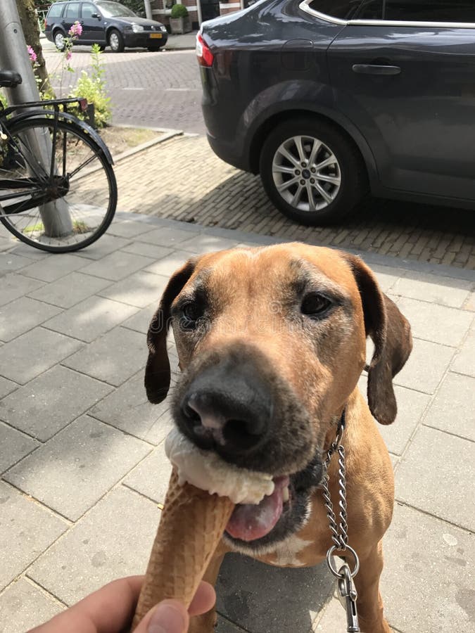 Hund, der Eiscreme isst stockbilder Hund, der Eiscreme isst stockbilder