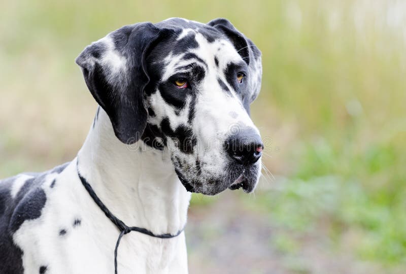 Hund Der HarlekinDeutschen Dogge Stockfoto Bild von schutz, groß