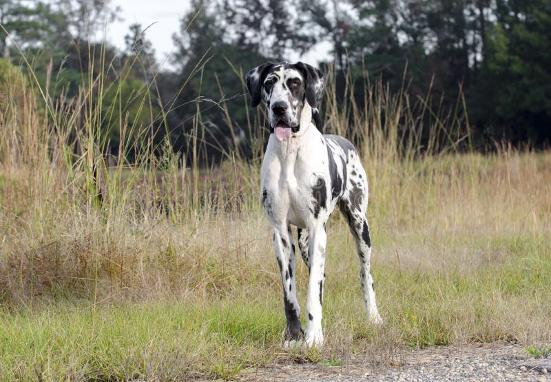 Hund Der HarlekinDeutschen Dogge Stockbild Bild von harlekin, dogge