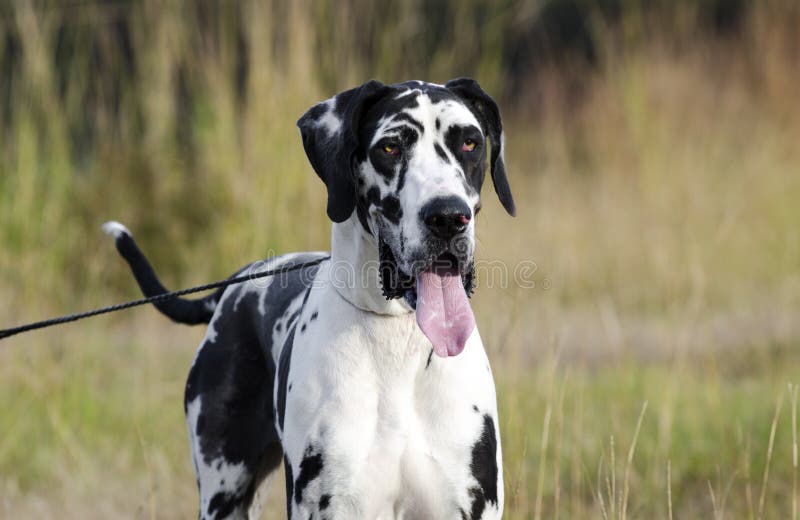 Hund Der HarlekinDeutschen Dogge Stockfoto Bild von schutz, groß
