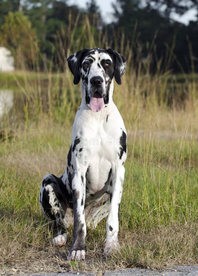 Hund Der HarlekinDeutschen Dogge Stockbild Bild von harlekin