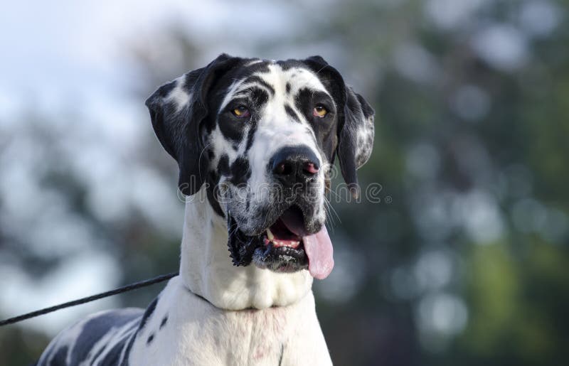 Hund Der HarlekinDeutschen Dogge Stockbild Bild von harlekin, dogge