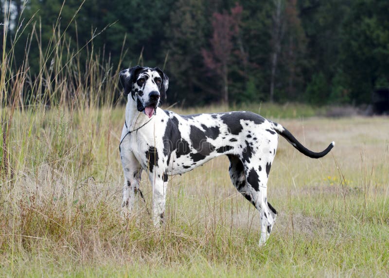 Hund Der HarlekinDeutschen Dogge Stockbild Bild von harlekin