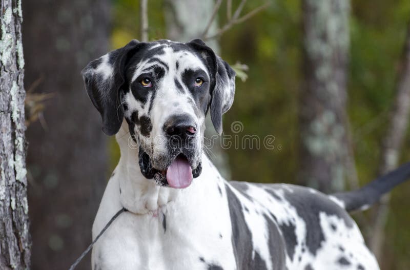 Hund Der HarlekinDeutschen Dogge Stockfoto Bild von schutz, groß