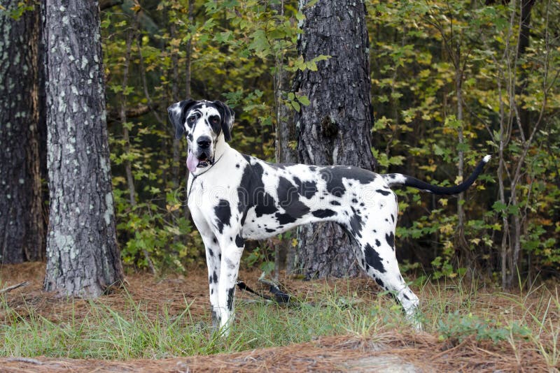 Hund Der HarlekinDeutschen Dogge Stockbild Bild von harlekin, dogge