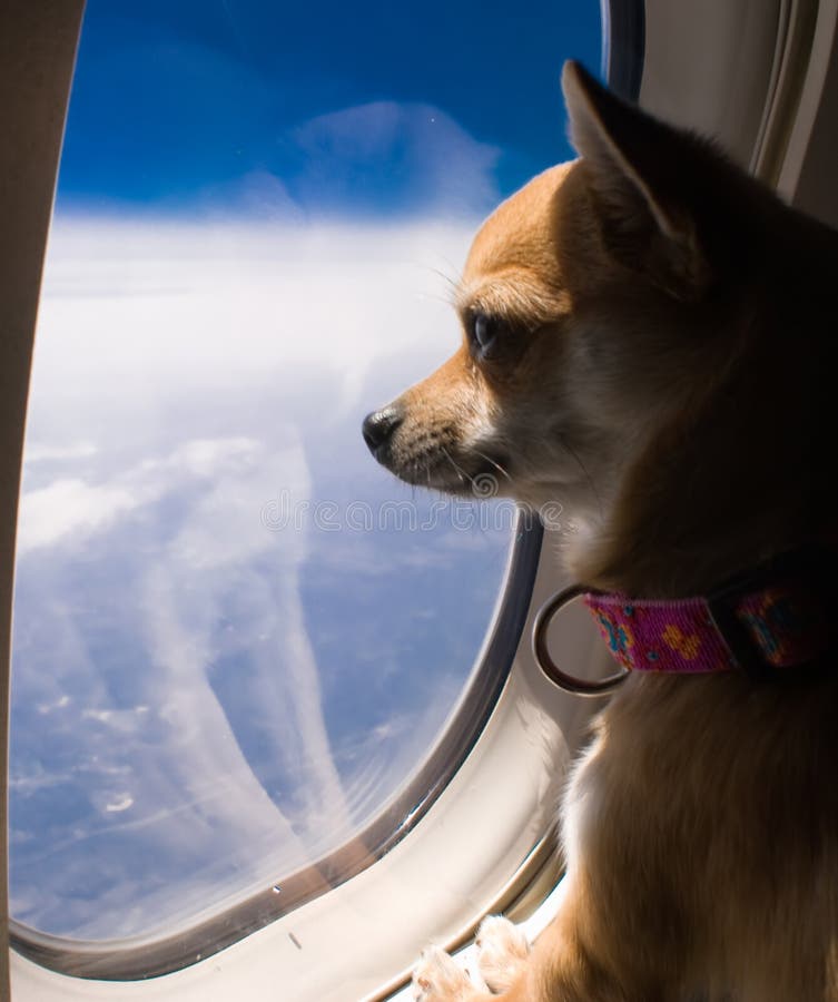 Hund, der heraus Flugzeugfenster schaut