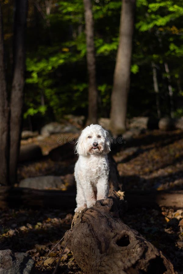 Hund, Der Heraus Zunge Haftet Stockbild Bild von süß, zunge 3306387