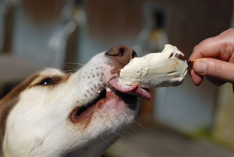 Hund, der Icream Nahaufnahme isst. lizenzfreies stockfoto Hund, der Icream Nahaufnahme isst. lizenzfreies stockfoto