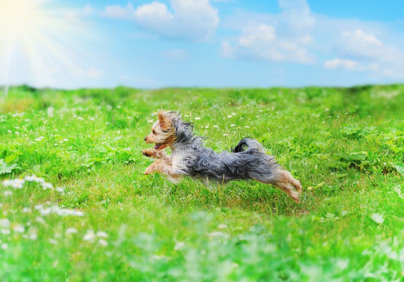 Hund, der im Park spielt stockfoto. Bild von doggy, tier 21109428