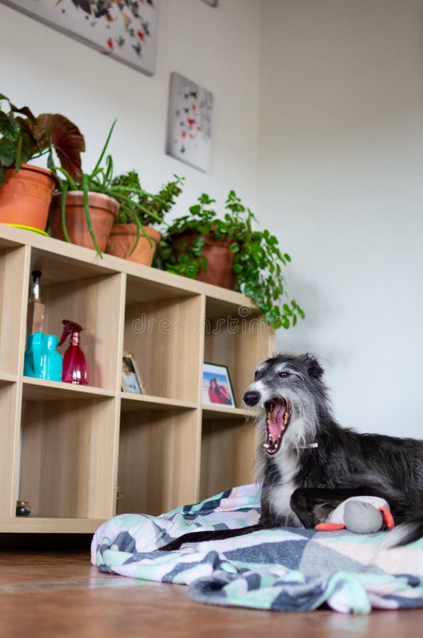 Hund, der innerhalb eines Hauses g?hnt lizenzfreie stockbilder Hund, der innerhalb eines Hauses g?hnt lizenzfreie stockbilder