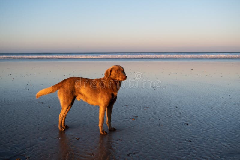 Hund an der Küste von Sidi Kaouki, Marokko, Afrika Langer Berührungsschuß Marokkos wunderbar Brandungsstadt stockfotografie Hund an der Küste von Sidi Kaouki, Marokko, Afrika Langer Berührungsschuß Marokkos wunderbar Brandungsstadt stockfotografie