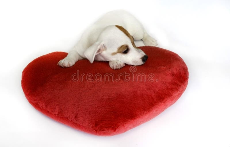 Hund In Der Liebe Mit Einem Roten Herzen Stockfoto Bild von tier