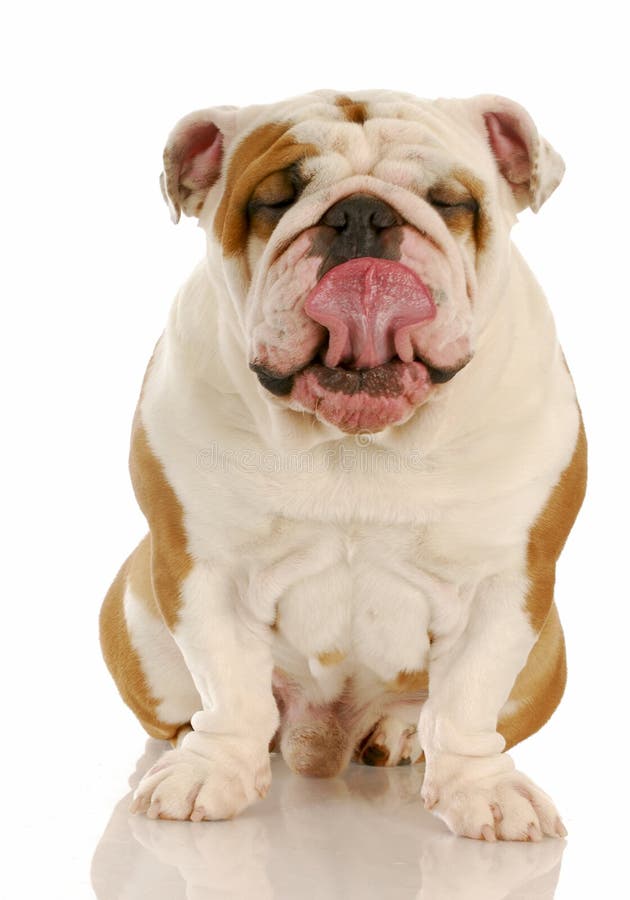 Hund, der Lippen leckt stockbild. Bild von frau, brindle 9899399