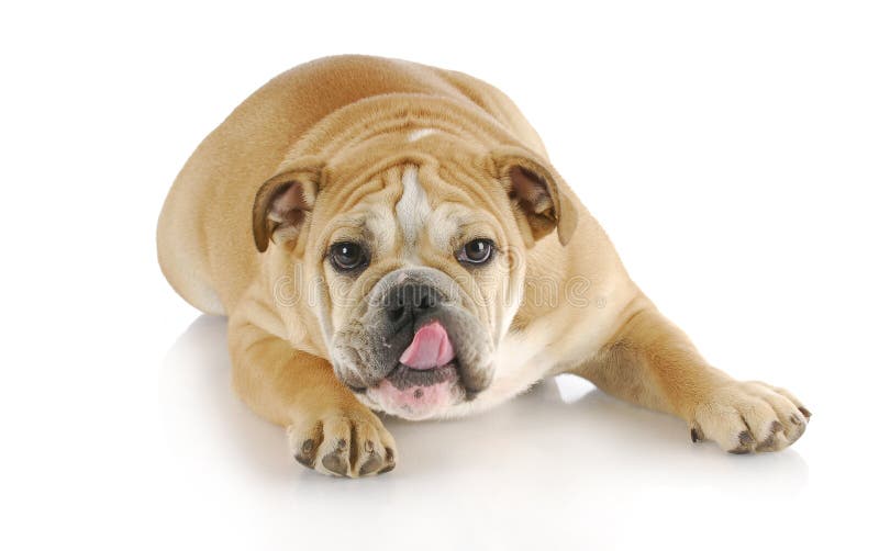 Hund, der Lippen leckt stockfoto. Bild von hund, leckt 6958976