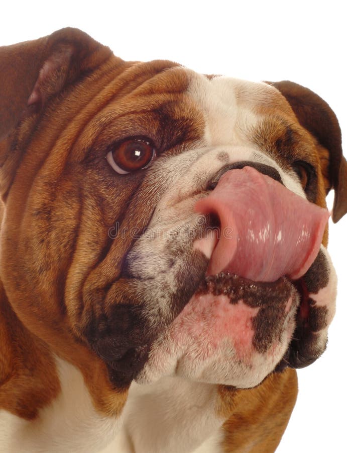 Hund, der Lippen leckt stockfoto. Bild von hund, leckt 6958976