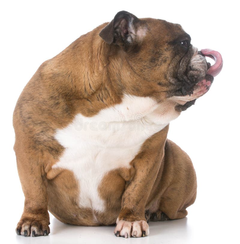 Hund, der Lippen leckt stockbild. Bild von säugetier 13227889
