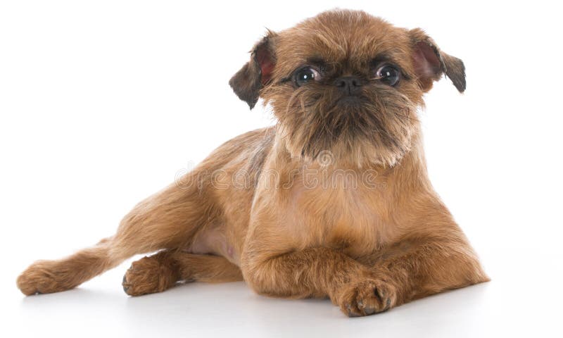 Hund, der Lippen leckt stockbild. Bild von säugetier 13227889