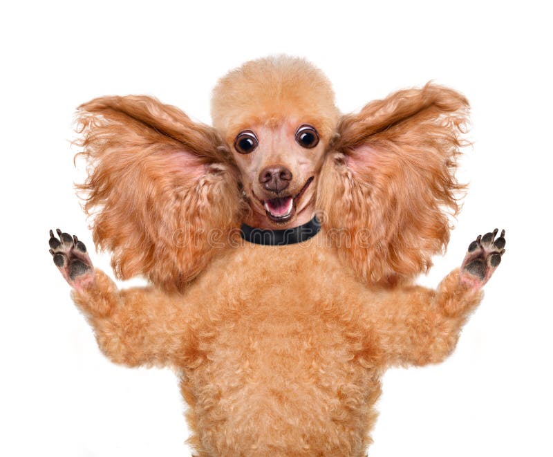 Hund, Der Mit Den Großen Ohren Hört Stockfoto Bild von ausdruck, spaß