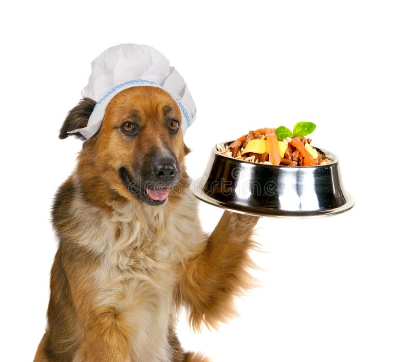 Hund, Der Oben Eine Feinschmeckerische Mahlzeit Dient Stockfoto Bild