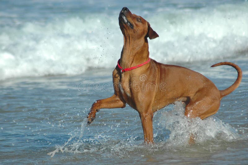 Hund, der oben schaut stockbild. Bild von hunde, welpen 45259