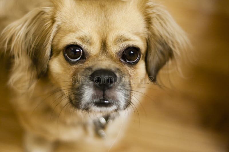 Hund, der oben schaut stockfoto. Bild von nett, augen 33464568