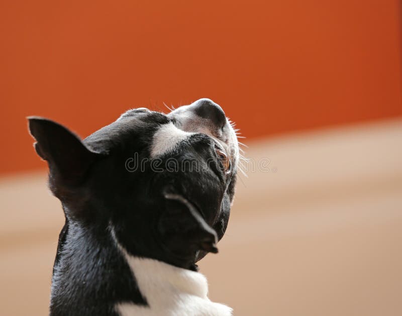 Hund, der oben schaut stockbild. Bild von abschluß, brut 38759005