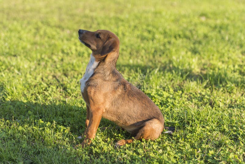 Ein Hund, Der Oben Sitzt Bild. Bild 4712303