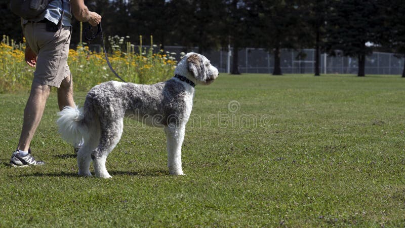 Hund, der in Park Sommerzeit geht lizenzfreie stockbilder Hund, der in Park Sommerzeit geht lizenzfreie stockbilder