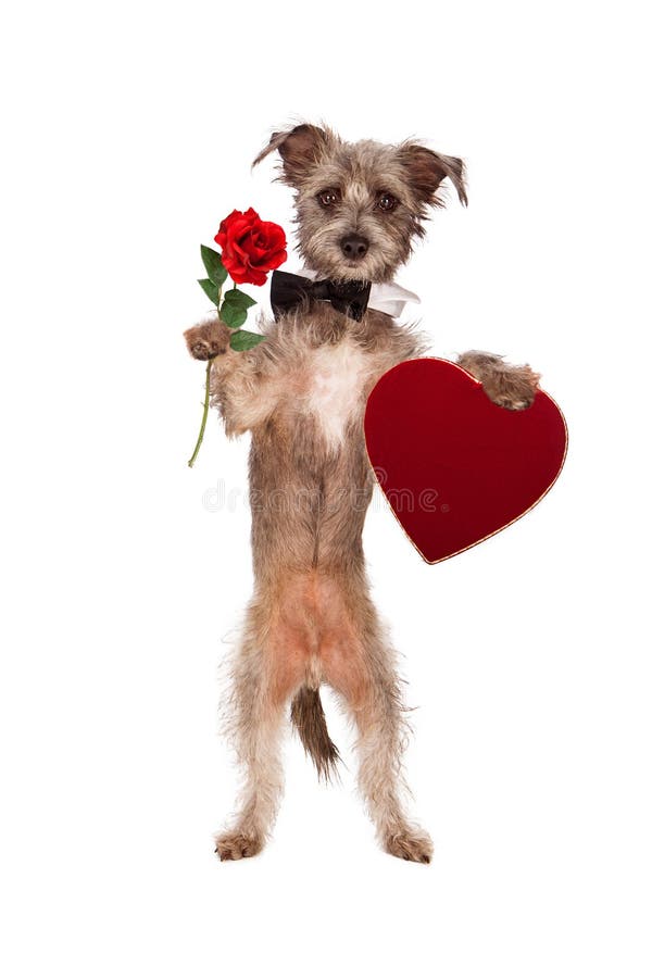 Hund, der Rose und Herz-Kasten Schokoladen hält lizenzfreies stockbild Hund, der Rose und Herz-Kasten Schokoladen hält lizenzfreies stockbild