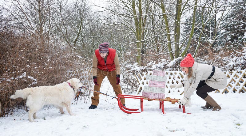 Hund Der Schlitten Zieht StockFotos Laden Sie 126 RoyaltyFree Fotos