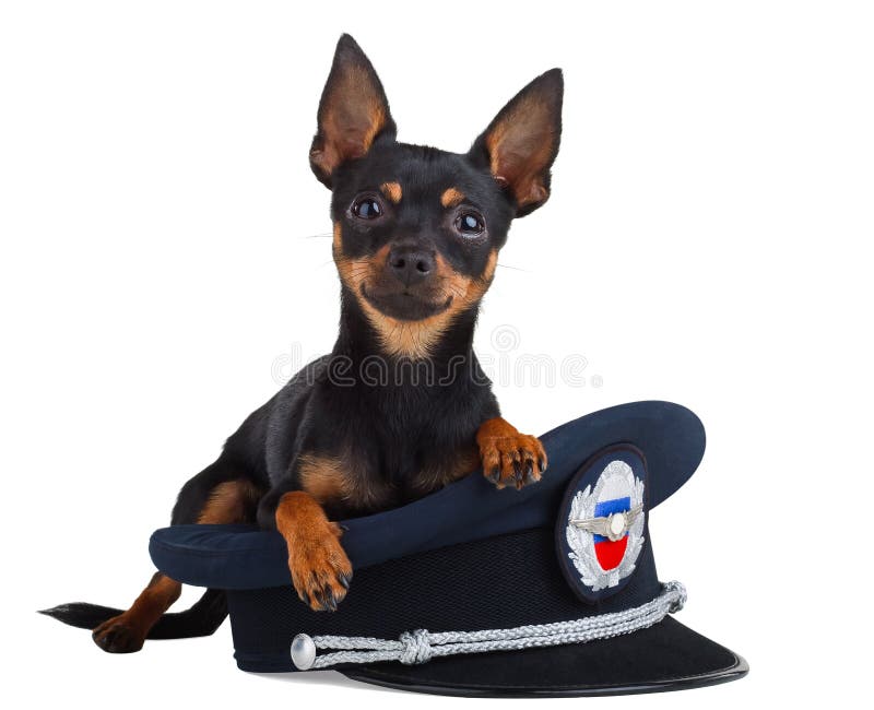 Hund in der Schutzkappe auf einem weißen Hintergrund lizenzfreie stockbilder Hund in der Schutzkappe auf einem weißen Hintergrund lizenzfreie stockbilder