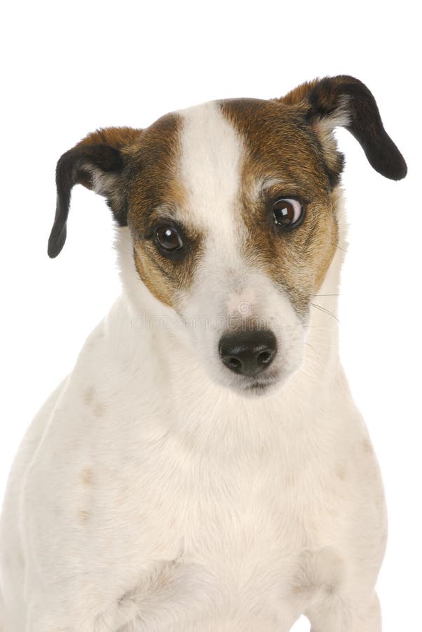 Hund, der seitlich schaut stockbild. Bild von frontseite 27202467