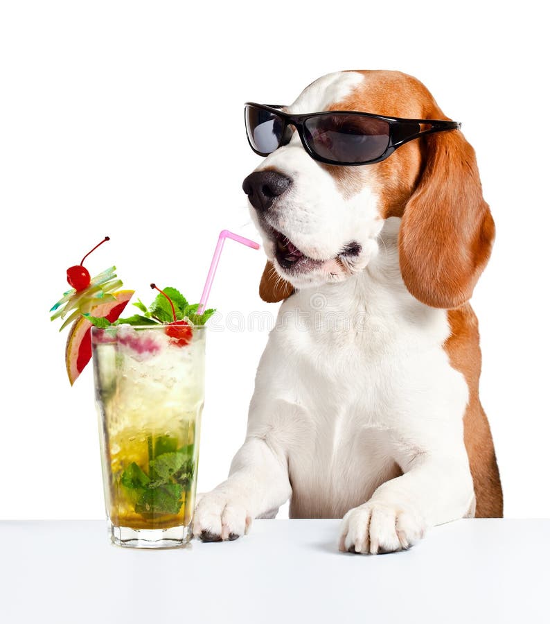 Hund In Der Sonnenbrille Mit Mojito Stockbild Bild von kalt, trinken