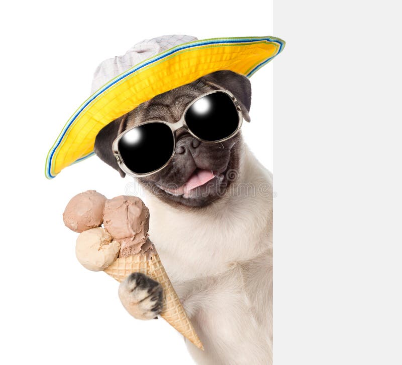Hund In Der Sonnenbrille Lokalisiert Auf Weiß Stockfoto Bild von hund