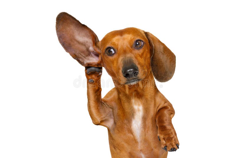 Hund, Der Mit Dem Großen Ohr Hört Stockbild Bild von geheimnis