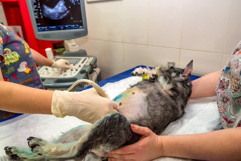Medizinische Untersuchung Durch Ultraschallscan Stockfoto Bild von