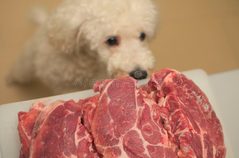 Hund, der um Lebensmittel bittet stockbilder Hund, der um Lebensmittel bittet stockbilder