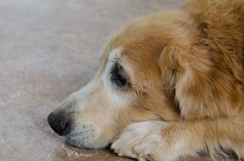 Hund des goldenen Apportierhunds stockbild Hund des goldenen Apportierhunds stockbild