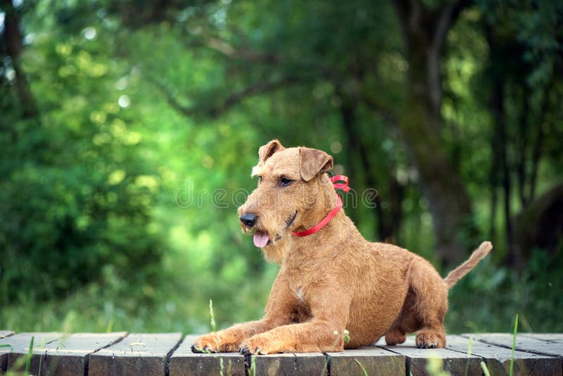 Hund des irischen Terriers liegt auf der Holzbrücke stockfotografie Hund des irischen Terriers liegt auf der Holzbrücke stockfotografie