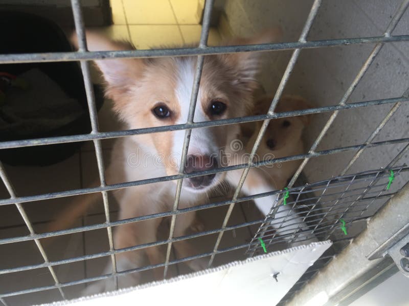 Hund an einem Rettungsschutz in einem Käfig lizenzfreie stockbilder Hund an einem Rettungsschutz in einem Käfig lizenzfreie stockbilder