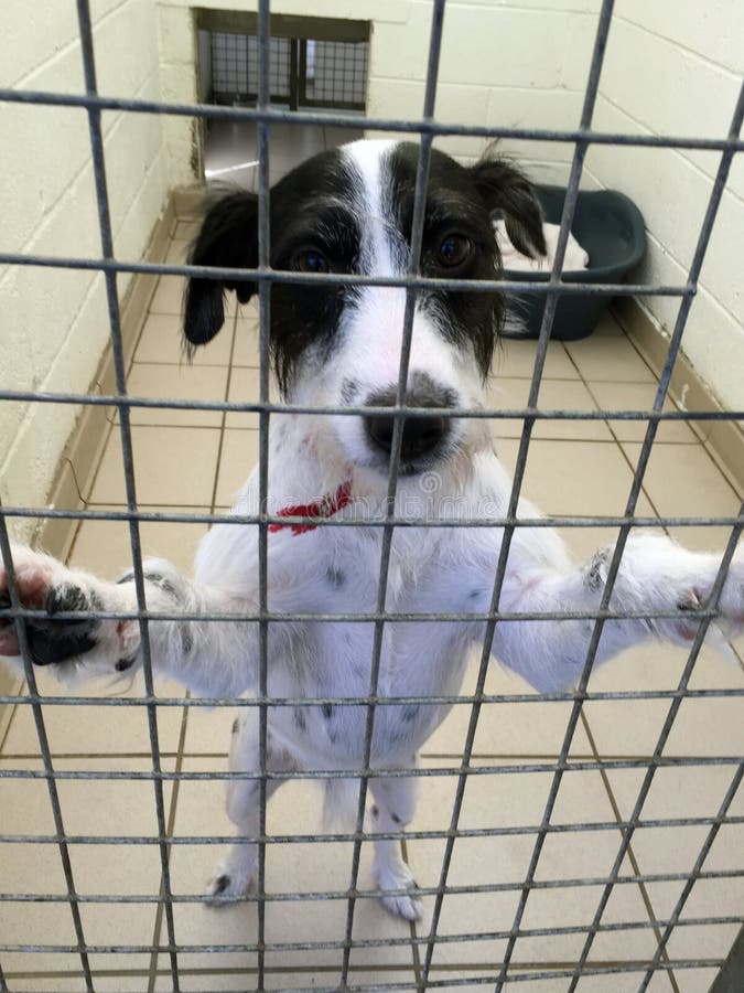 Hund an einem Rettungsschutz saß in einem Käfig lizenzfreie stockbilder Hund an einem Rettungsschutz saß in einem Käfig lizenzfreie stockbilder
