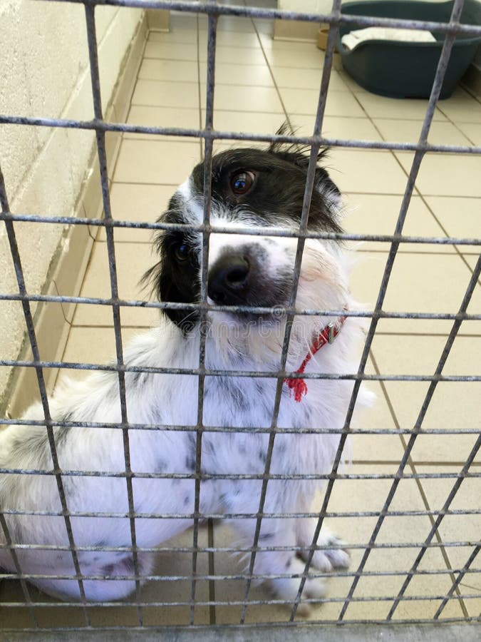 Hund an einem Rettungsschutz saß in einem Käfig lizenzfreie stockfotos Hund an einem Rettungsschutz saß in einem Käfig lizenzfreie stockfotos