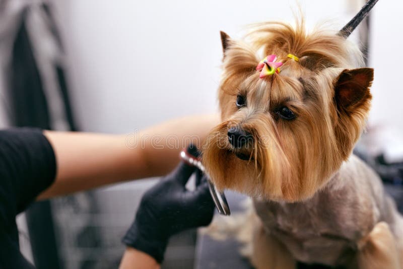 Hund erhält Haar, am Haustier-Badekurort-Pflegensalon zu schneiden Nahaufnahme des Hundes