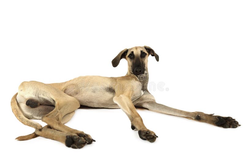 Arabisk Vinthund Sloughi För Hund Fotografering för Bildbyråer Bild