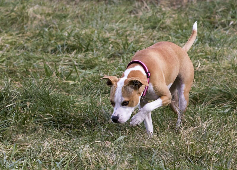 Pit Bull Boxer Blandad Avelhund Arkivfoto Bild av husdjur, blandat